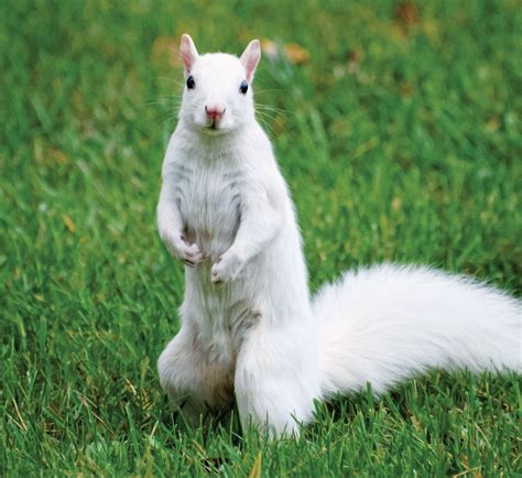 Weird Wednesdays: The Wondrous White Squirrels of the North — The Daily ...