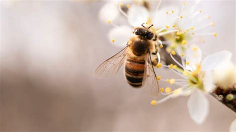 Home - Insectropolis