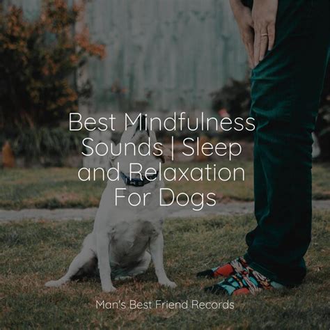 Best Mindfulness Sounds | Sleep and Relaxation For Dogs by Music for Dog's Ear on TIDAL