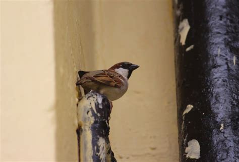 SPARROWS- POEM – A Hopetown Initiative