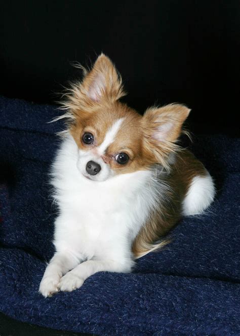 Ivy | Ivy, a long-haired miniature chihuahua | laurie haag | Flickr