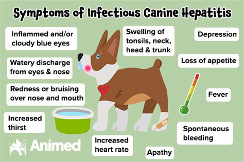 Symptoms-of-infectious-canine-hepatitis - Animed Direct