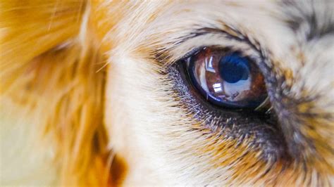 Glaucoma: An Eye Emergency | Healthy Dogs | Animal Planet