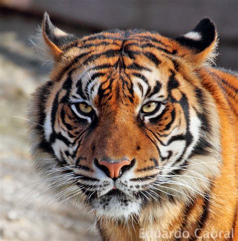 La Mirada del Tigre IMG_3953cara | Eduardo Cabral | Flickr