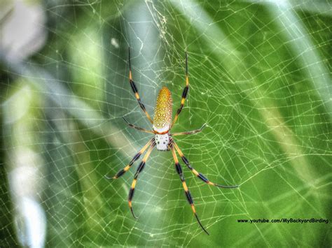 Backyard Birding....and Nature: Golden Silk Orb Weaver Spider in ...