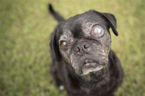 Confessions of a Pug Mum: Eye Problems in Pugs - The Pug Diary