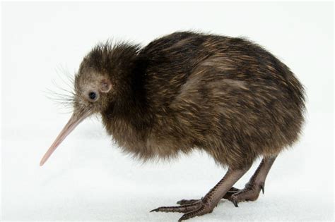 New Zealand Kiwi bird - Factspedia