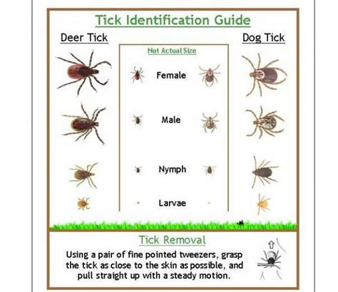 Tick Identification Guide! We've been pulling out quite a bit of ...