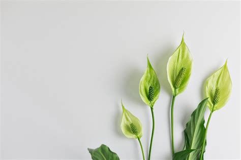 Peace Lily Yellow Leaves: Reasons And How To Fix It - Grower Today