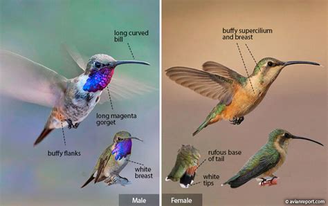 Hummingbird Identification: An Illustrated Guide to all 14 North ...