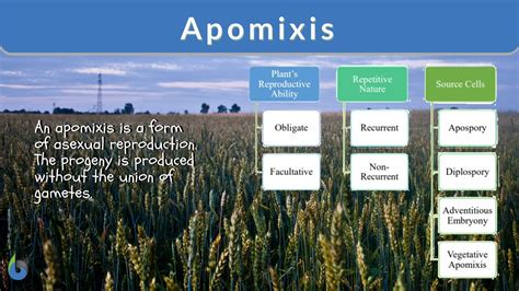 Apomixis - Definition and Examples - Biology Online Dictionary