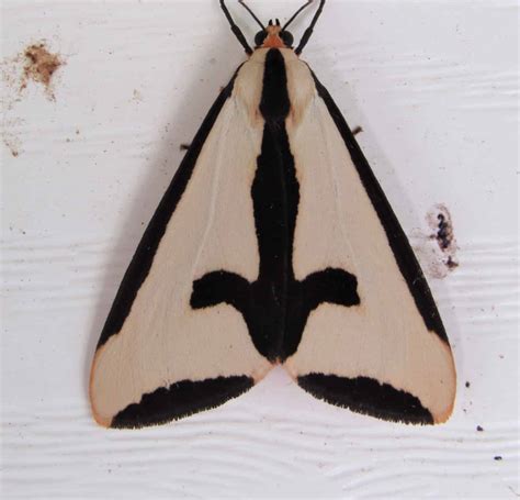 Black and White Moth: What Kind Is It? - A-Z Animals