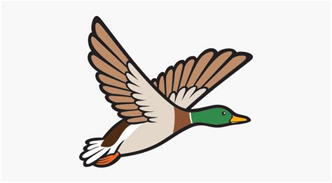 Goose Clipart Bird Fly - Mallard Duck Clip Art, HD Png Download - kindpng