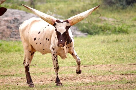 Longhorn Cattle Wallpaper - WallpaperSafari