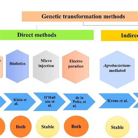 Genetic transformation methods in plants [7-13]. | Download Scientific ...