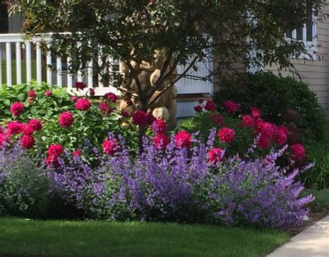 Landscaping With Knockout Roses Pictures - Knockout roses care is easy ...