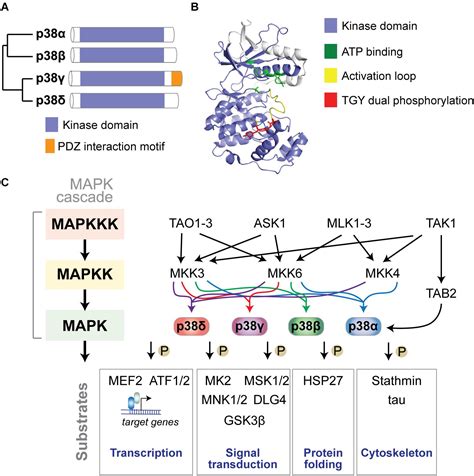 Frontiers | Functions of p38 MAP Kinases in the Central Nervous System