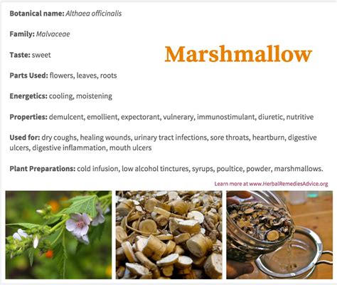 The Marshmallow Herb