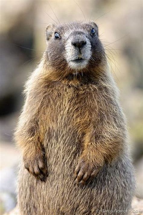 Marmotte dans la montagne #mapauseentrecopines #rodents #rodents #smile | Groundhog pictures ...