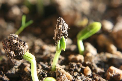 Balkan Ecology Project : Soil Temperature and Seed Germination