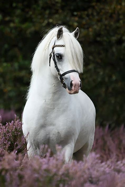 Stunning Welshie Ponies: The Epitome of Beauty