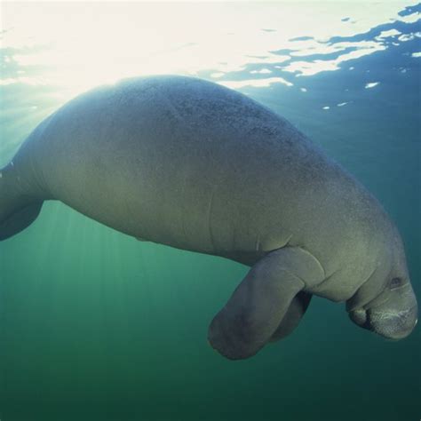 How to Swim With the Manatees in Clearwater, Florida | Getaway USA