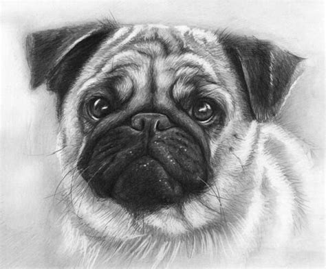 Pug Drawings for Sale - Fine Art America