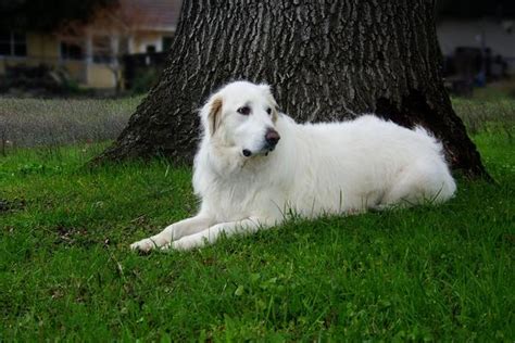 Great Pyrenees - Health, History, Appearance, Temperament & Maintenance