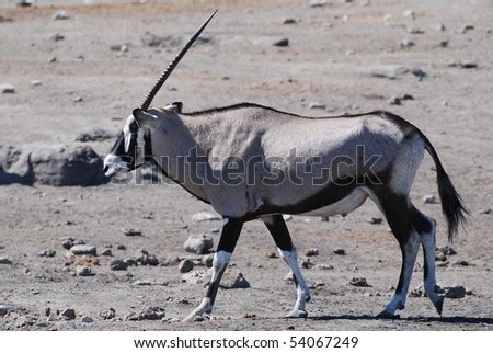 Oryx Antelope Stock Photo 54067249 : Shutterstock