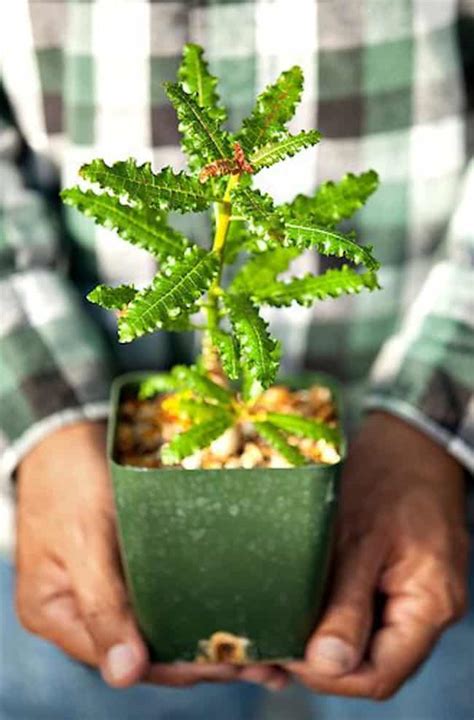 How to Grow Boswellia Sacra Tree : Cultivation and Benefits | Gardenoid