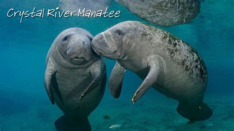 Crystal River Manatee – Searching Solitude