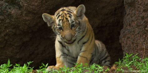 Tiger Growling GIF - Find & Share on GIPHY