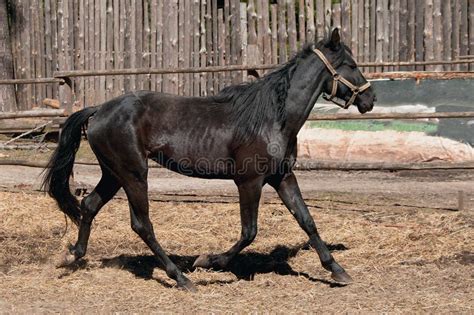 Running black horse stock image. Image of purebred, animal - 30813853