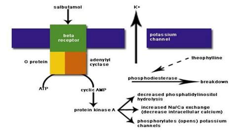 Salbutamol