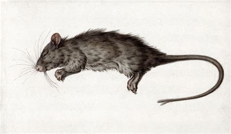 Dead rat (1795) drawing in high | Free Photo Illustration - rawpixel