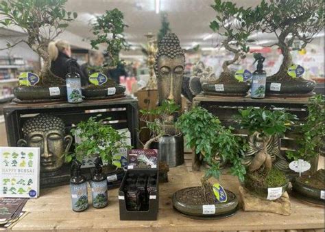 Bonsai Plants - Taverham Garden Centre