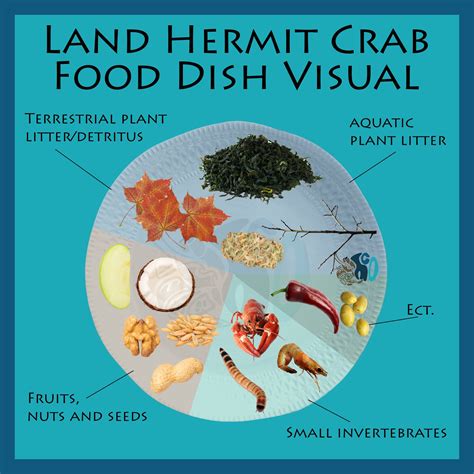 #hermitcrab #hermitcrabs #hermitcrabeducation #hermitcrabcare #hermitcare #hermie # ...