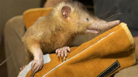 Hispaniolan solenodon species may have lived with dinosaurs | CNN