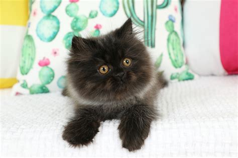 Smokey Bear - Persian Kittens For Sale in a Rainbow of Colors ~ Call us today! 660-292-2222 ...