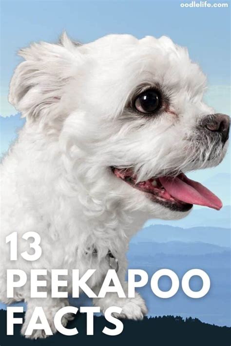 The Peekapoo 101 [13 Amazing Peekapoo Facts] - Oodle Life