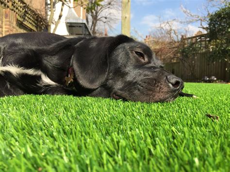 Artificial Grass | For Dogs | Artificial Lawn Company