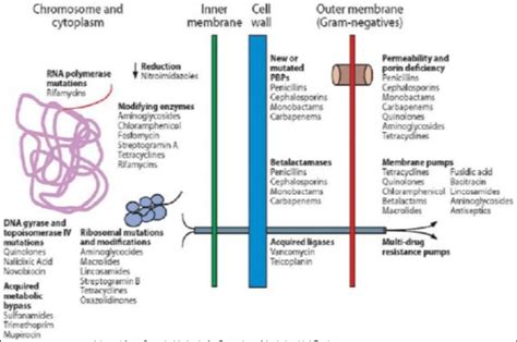 Mechanism of Resistance of β-lactams β-Lactamases Inhibiotrs... | Download Scientific Diagram