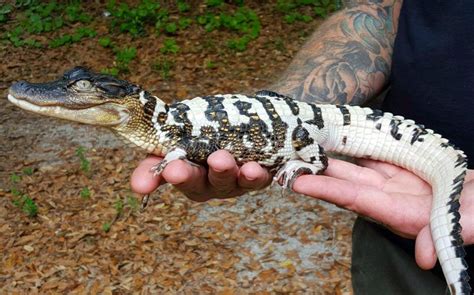 "Blizzard," the worlds only known piebald alligator - photo by Caters News; He was at Animal ...