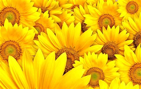 Sunflower Latest Hd Wallpapers Free Download | All HD Wallpapers Gallery