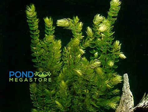 Buy Hornwort, Ceratophyllum Demersum, oxygenating pond plants– Pond ...