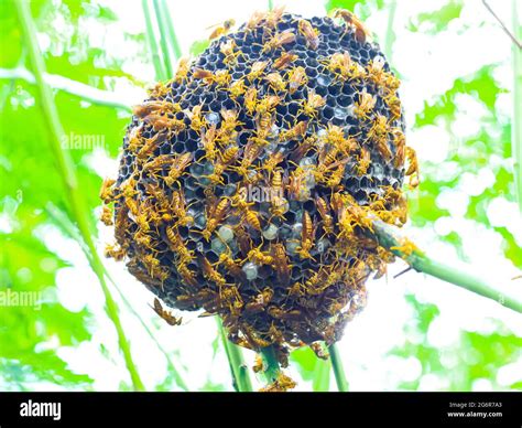 Close up hornet with nest. Wasps in the nest. A hornet's nest that is ...