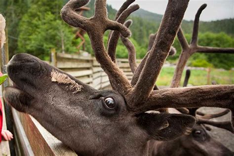 Visit Ketchikan Alaska Wildlife photos from Ketchikan