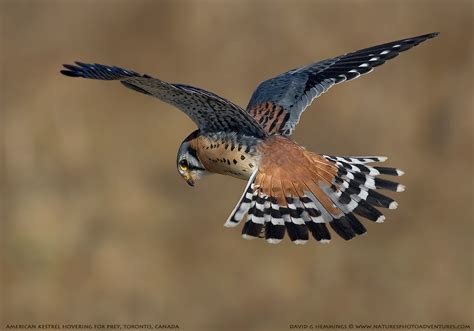 American Kestrel | Hovering and looking for prey | David Hemmings | Flickr