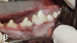 Extraction of the Mandibular First Molar in a Dog | Clinician's Brief