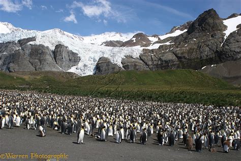 King Penguin colony photo WP11969